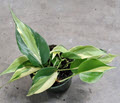 Silver Stripe Philodendron